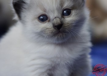 chaton mâle seal point-mitted - 24 j - Chatterie Ragdolls du Val de Beauvoir